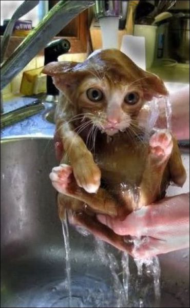 The practice known as "Kitten Cooling" it is an essential part of proper kitten care.