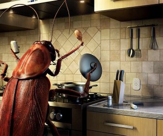 A lesser know fact, American CockRoaches are often mistaken for pests but actually they are Fine cuisine Chefs.