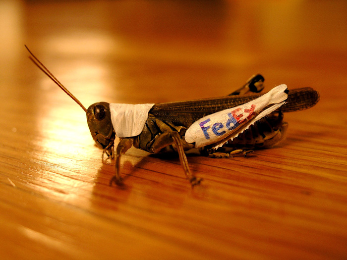 Here we see the Short Legged Delivery Cricket. Big Corporations have outsourced to the Larger insect Community in an effort to reduce costs.