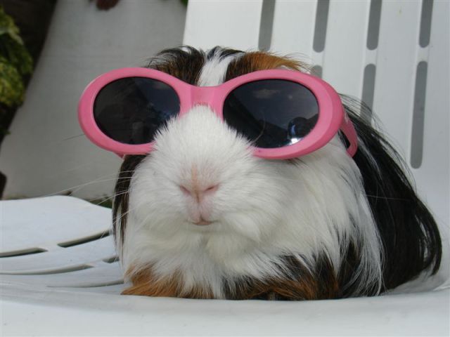 The Sun Light Sensitive Guinea pigs rely solely on Eyewear donated by Kim Kardashian.