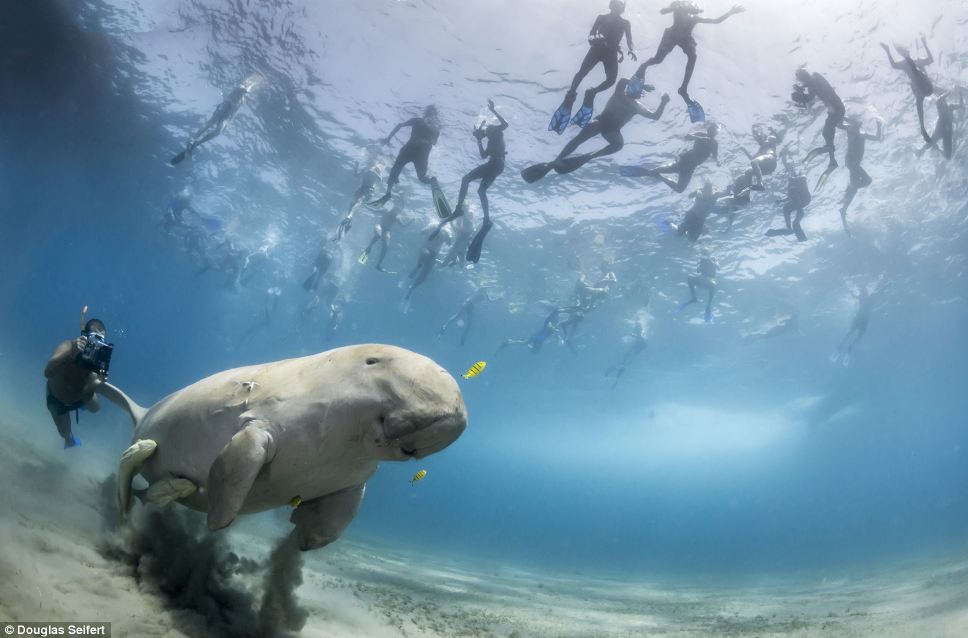 dugong snorkeling - Douglas Seifert