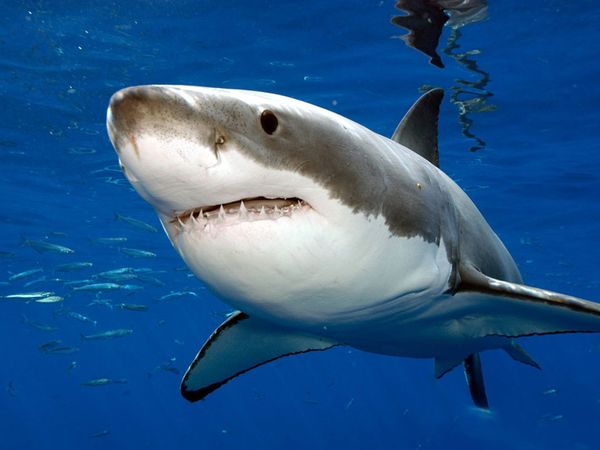 great white sharks for kids