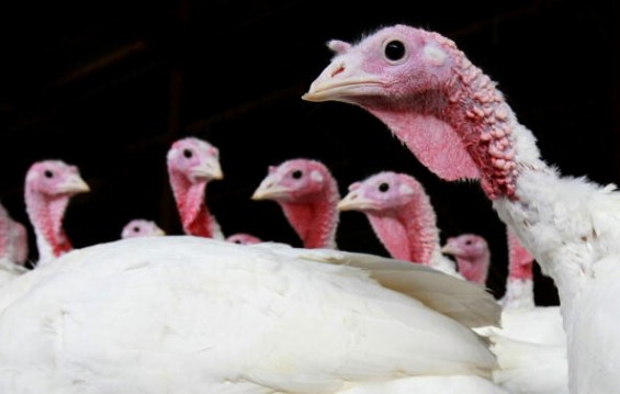 The people of Israel consume more turkeys per capita than any other country.