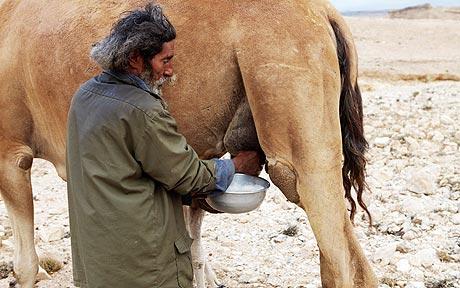 Camel’s milk does not curdle.