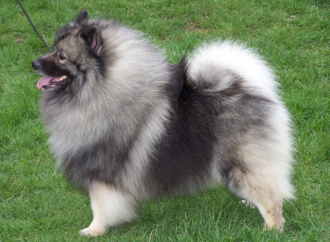 The Keeshond, the Wolfsspitz variation of the German Spitz, widely known as the national dog of the Netherlands Ancient