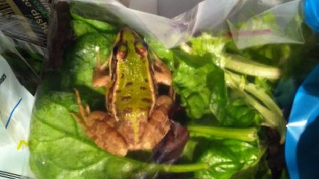 A couple in Texas Found their Vegan Salad did actually contain meat.  Complaints to the distributor proved useless as calls were never returned.