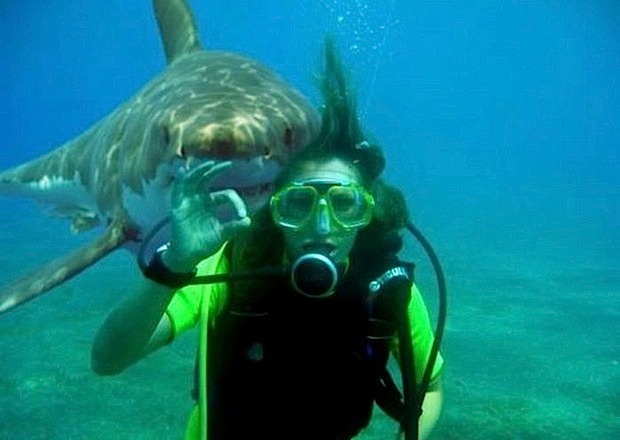 random pic shark photo bomb