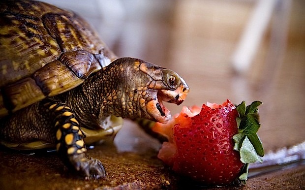 random pic box turtle eating strawberry