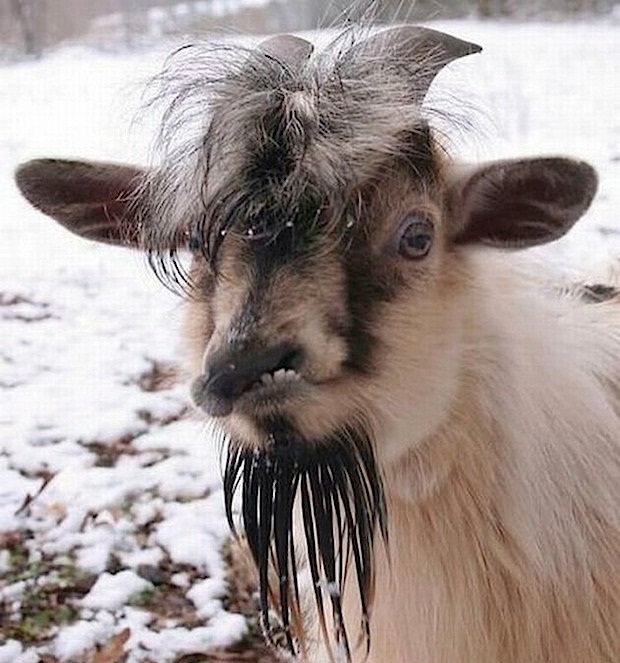 random pic ugly goat