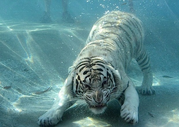 random pic white tiger swimming