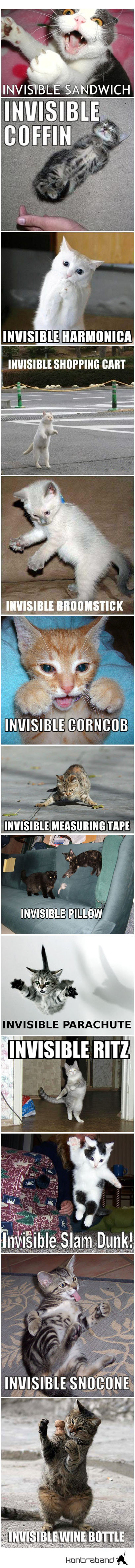 invisible cats