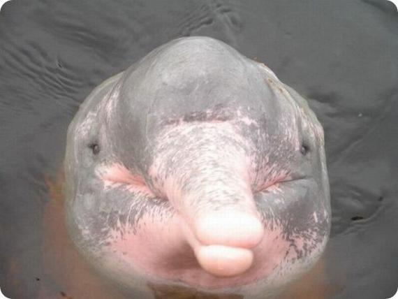 amazon river dolphin, aka boto