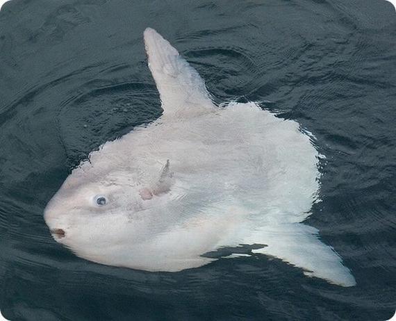 mola mola aka ocean sunfish