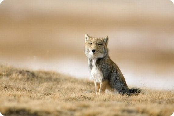 tibetan fox