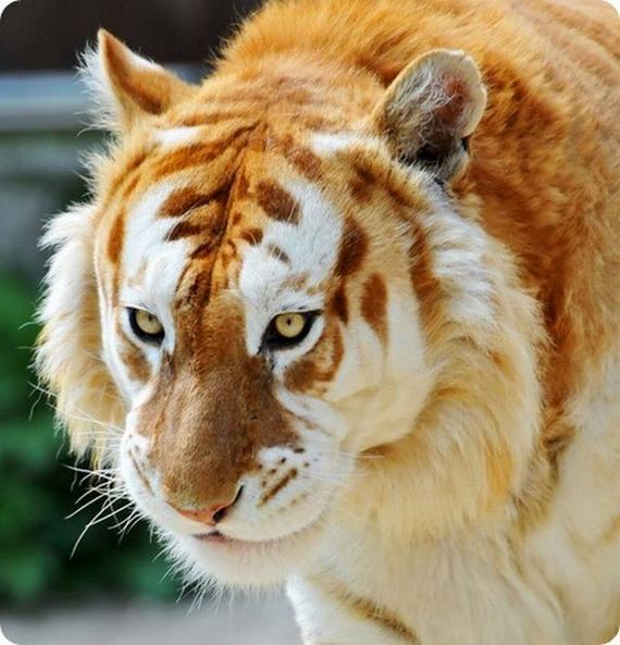 tiger with rare golden color mutation
