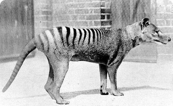 thylacine aka tasmanian tiger