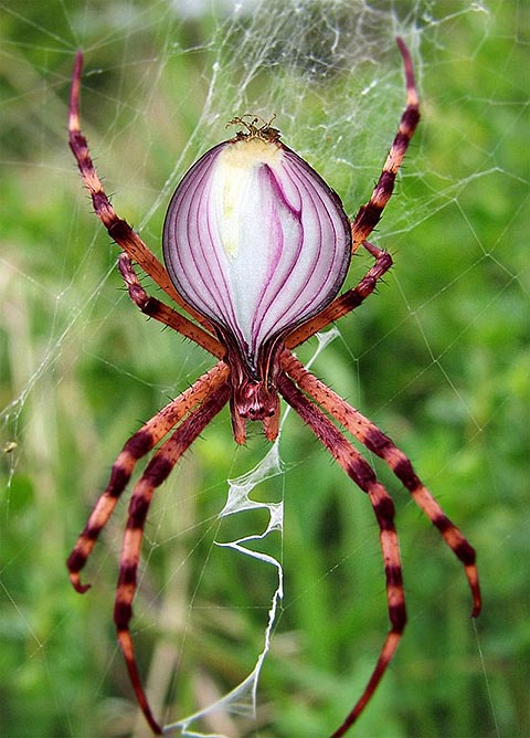 onion spider