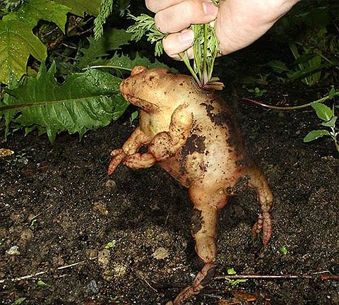 potato frog