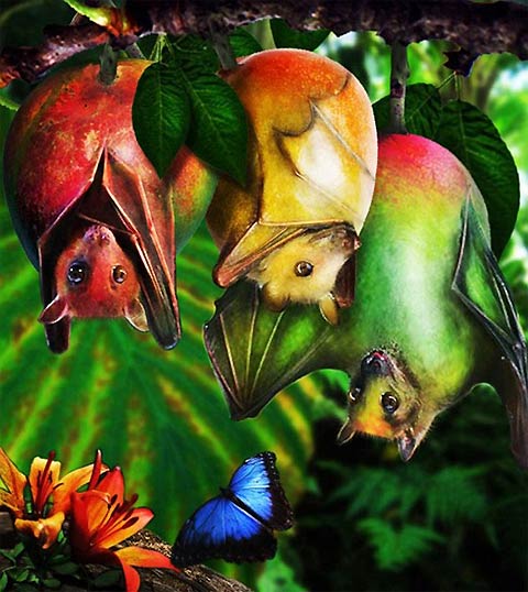 fruit bat mango