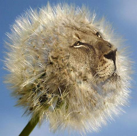 dandelion lion