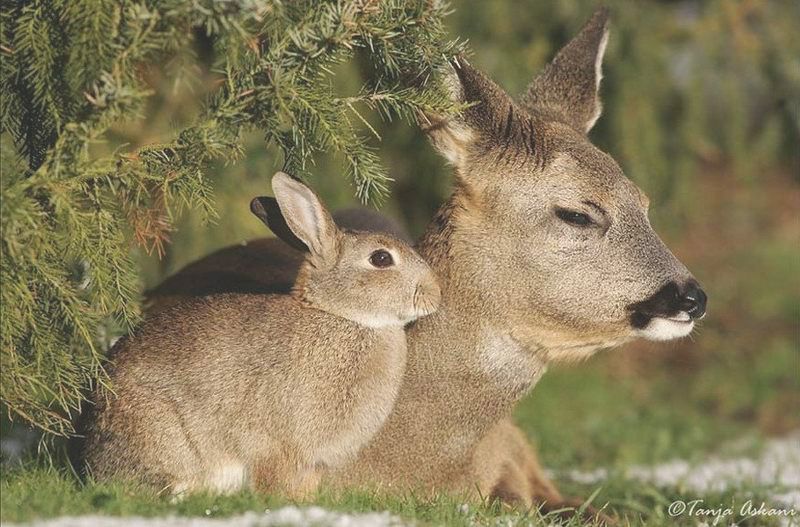 real life Bambi and Thumper