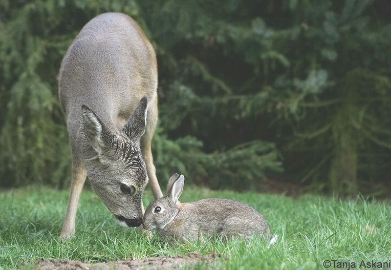 real life Bambi and Thumper