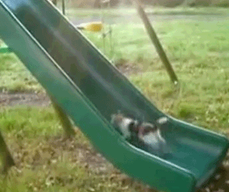 gif...does the cat ever reach the top