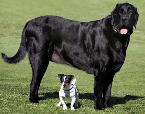 World's Biggest Dogs