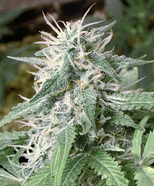 Afghani Skunk