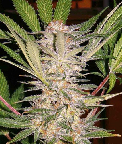 Black Domina