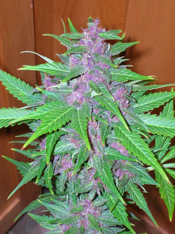 Purple Kush