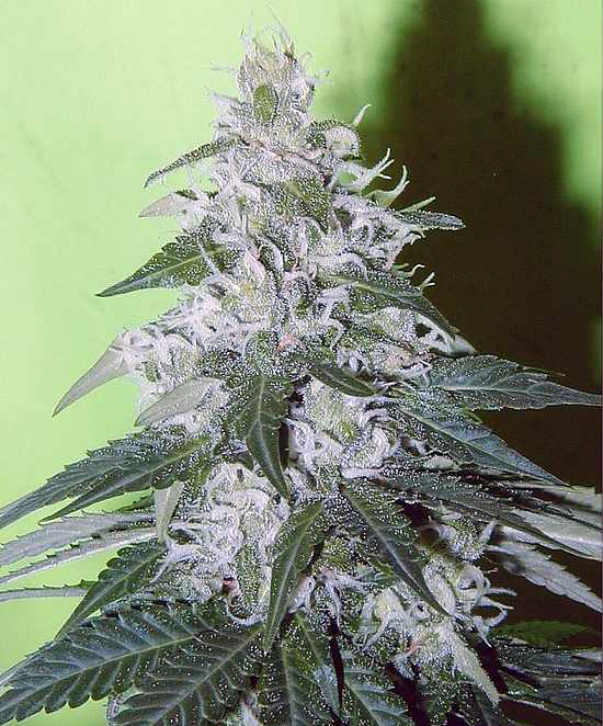 White Rhino