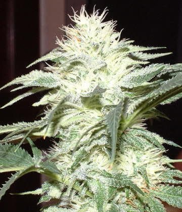 White Widow