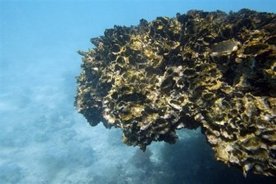 New Species Found in Australian Reef