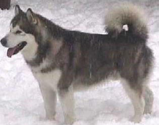 While I have discovered that there are several different Alaskan Huskys and that what looks like a Golden Lab in the one Featured Video may very well BE one, this is what most people think of when they see "Alaskan Husky"