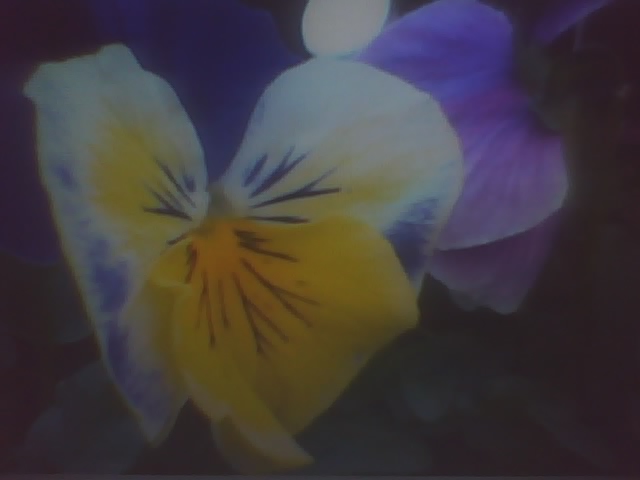 pt 3 yellow flower
