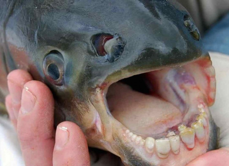 THE PACU FISH-This type of Pacu fish with its human-like teeth is absolutely terrifying. They're only found in South America, but one of these little guys ended up in a river in France somehow. There have also been incidents reported in Papua New Guinea where some men have had their testicles bitten off by these ferocious creatures.