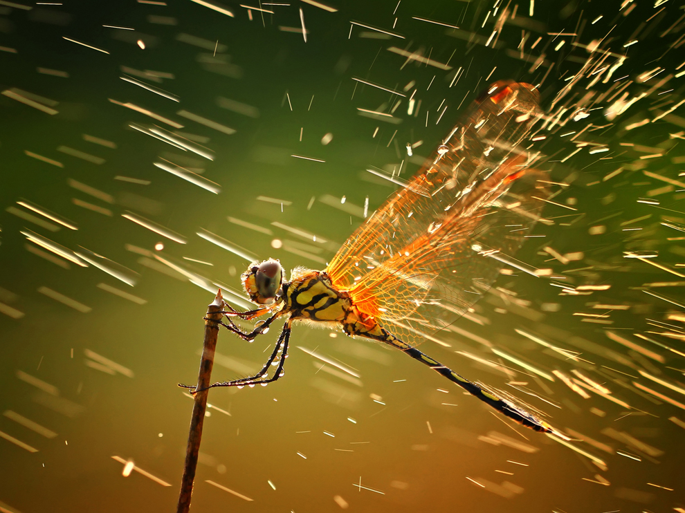 This is a stunning macro photo of a dragonfly.