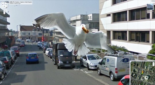 Seagull Thief Caught On Streetview