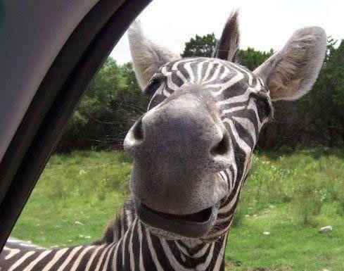Hello Zebra