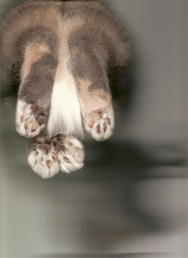 A Scanner Catly