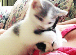 37 Gifs For The End Of 2013