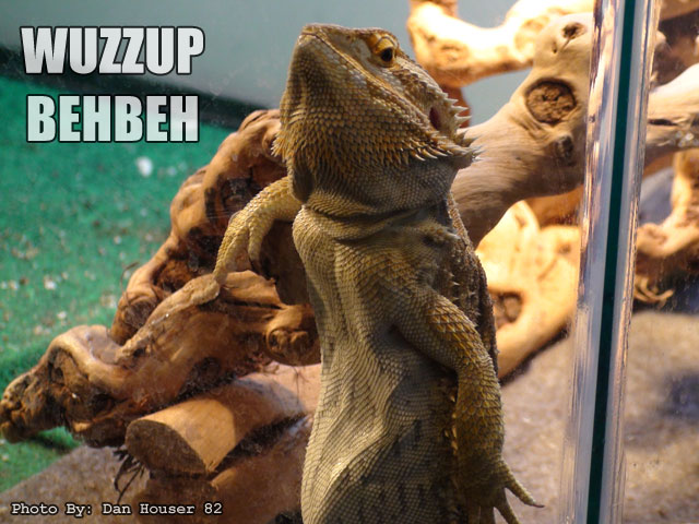 This bearded dragon is a stone cold pimp.