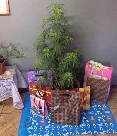 FYI: Weed Christmas trees will get you busted in Chili.