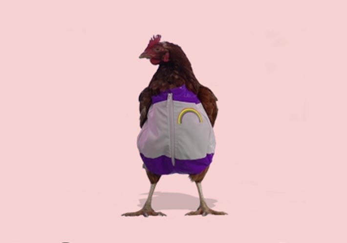 Chicken No Homo