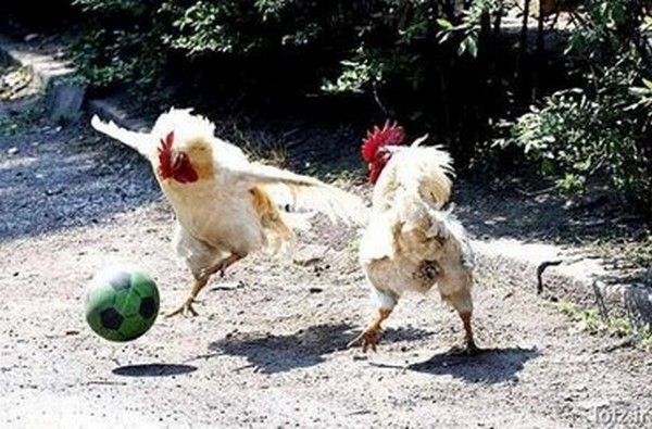 World Cup Chickens