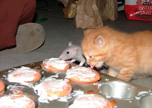 A rat and a cat share an afternoon snack. 