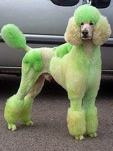 St. Patricks Day Poodle