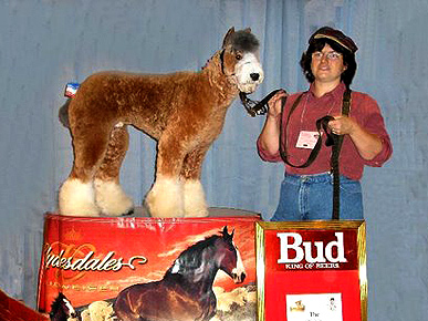 Clydesdale Poodle