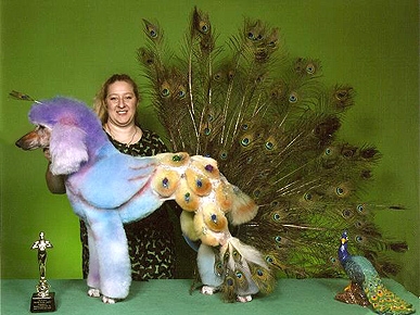 Peacock Poodle